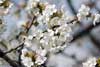 Fiori Bianchi - White Flowers